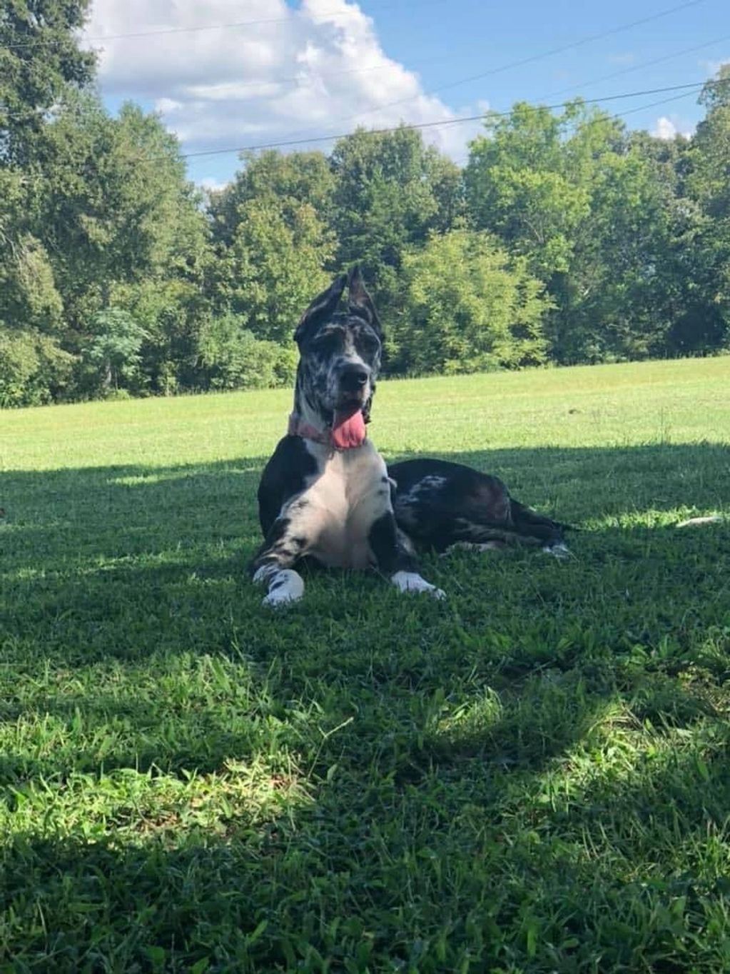 Rivervalleygreatdanes